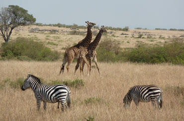 
Samburu National Reserve