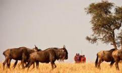 4-Day Masai Mara Walking Safari