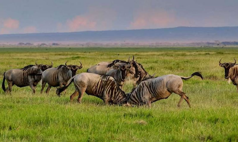 7 Days Best of Kenya Safari