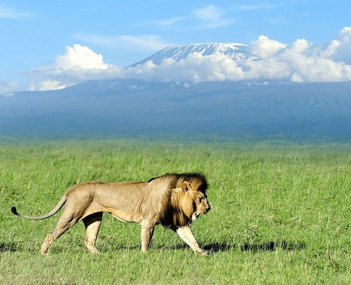 5 Days Amboseli, Lake Naivasha & Masai Mara