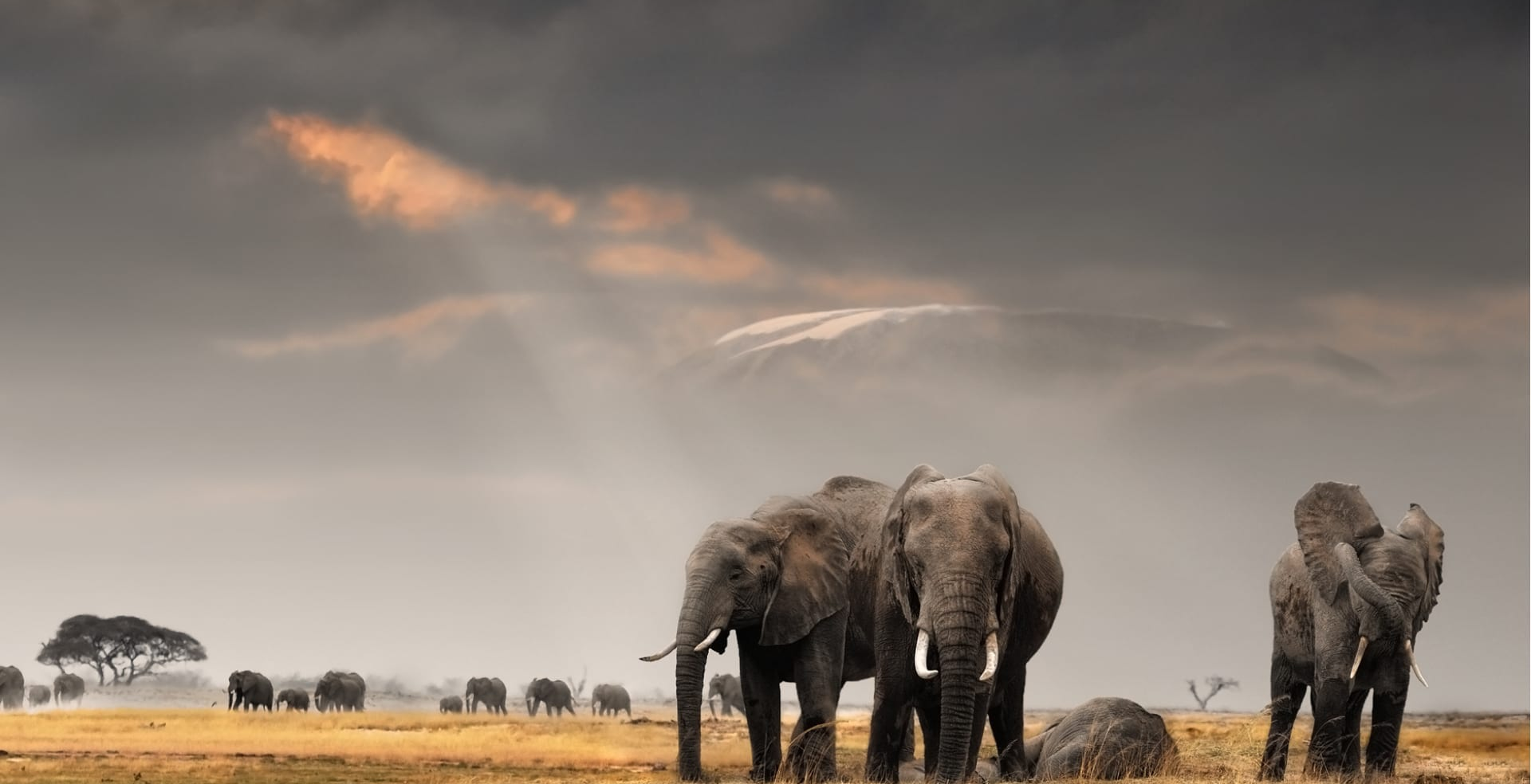 banner-image